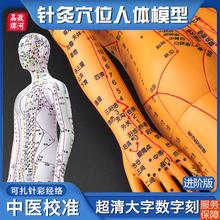 政河针灸穴位人体模型人十二经络图扎针中医小皮人数字刻度铜全身