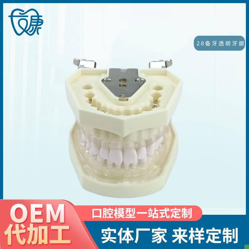 口腔教学牙齿模型牙科可拆卸x28备牙模型练习软牙龈28颗树脂牙