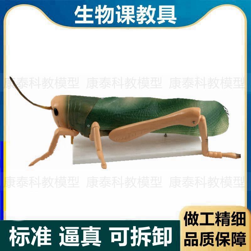 蝗虫放大模型可拆卸中学生物课教具展示昆M虫标本科普展示研学摆
