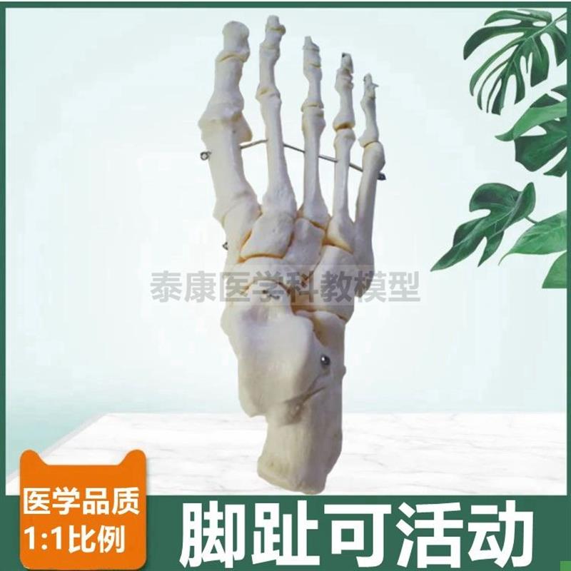 1比1脚骨模型脚趾可活动跟骨距骨散的足骨手关节腕U骨手指活动造