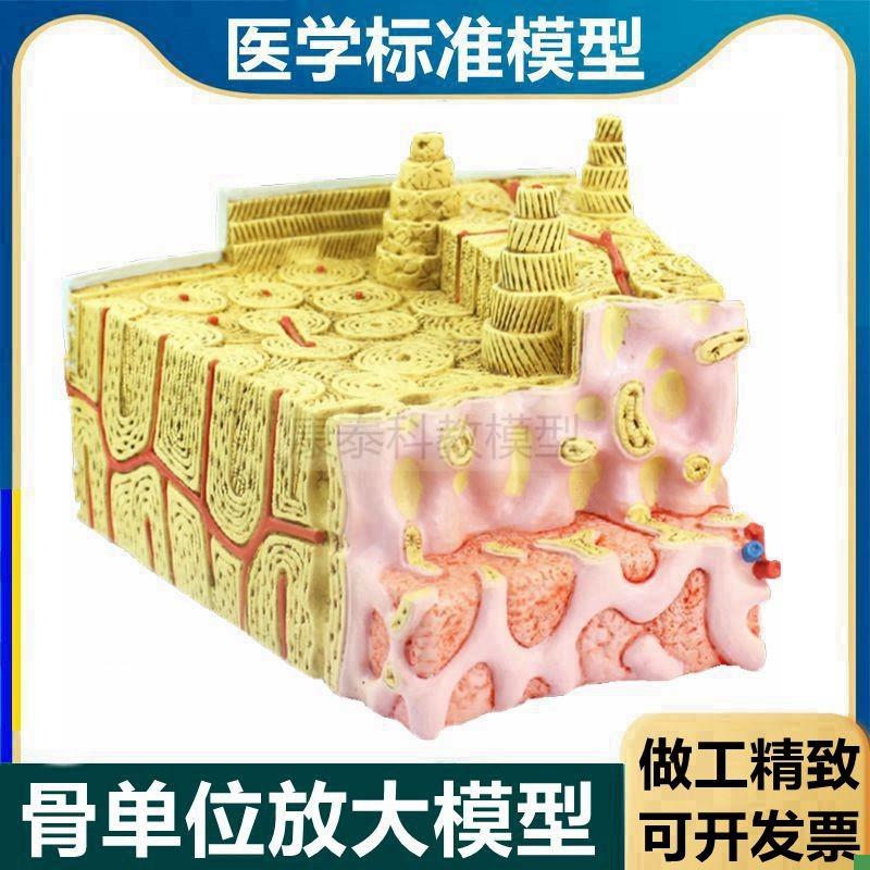 骨单位模型哈弗氏系统长骨w结构骨细胞骨髓骨组织医用骨解剖