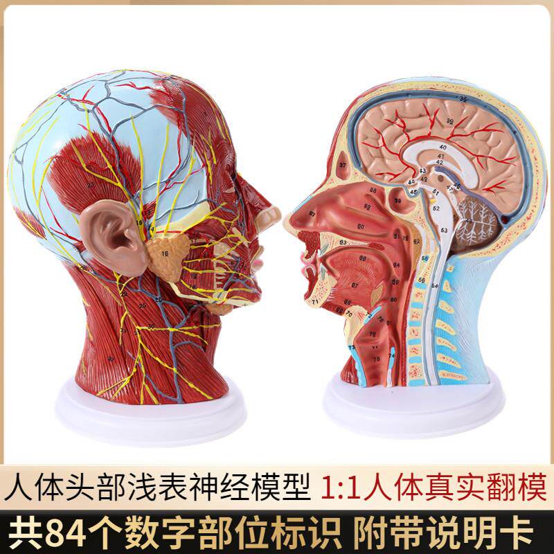 头部矢状断层解剖头颈部s解剖耳鼻喉科模型人体大脑模型头浅表模