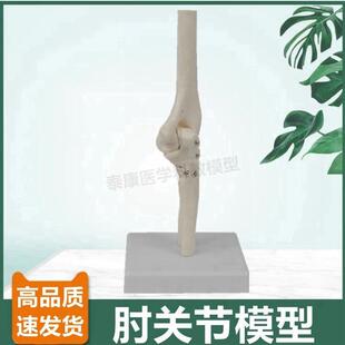 1比1肘关节模型尺骨o鹰嘴桡骨中学生物课展示人体关节韧带康复美