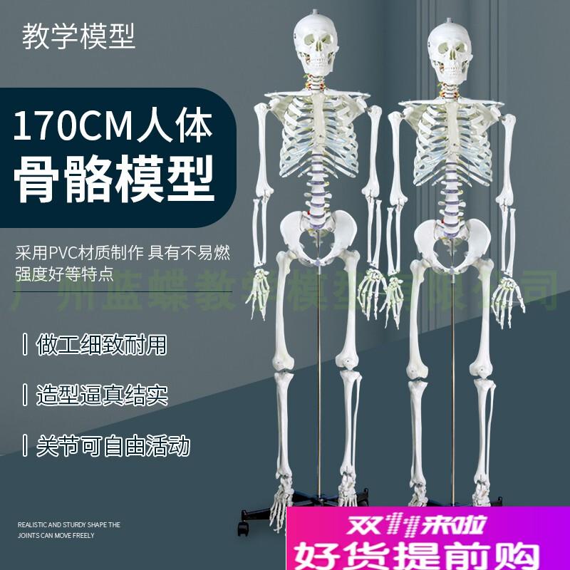 成人一比一人体骨骼模型骨架人体模型小白骷髅教学脊椎g全身180cm