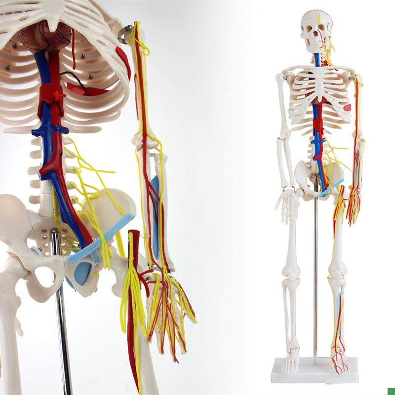 颐诺正品医用85CM人体骨骼带心脏与血管模型U小针刀骨骼模型