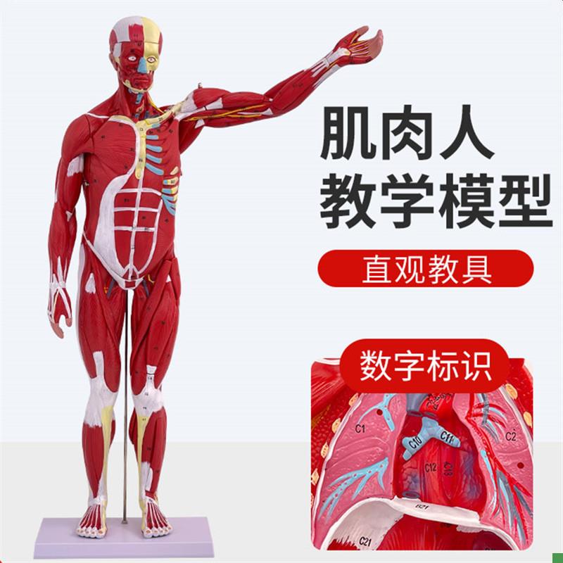 人体全身肌肉附内j脏器官解剖模型医学人体肌肉模型80CM肌肉人模