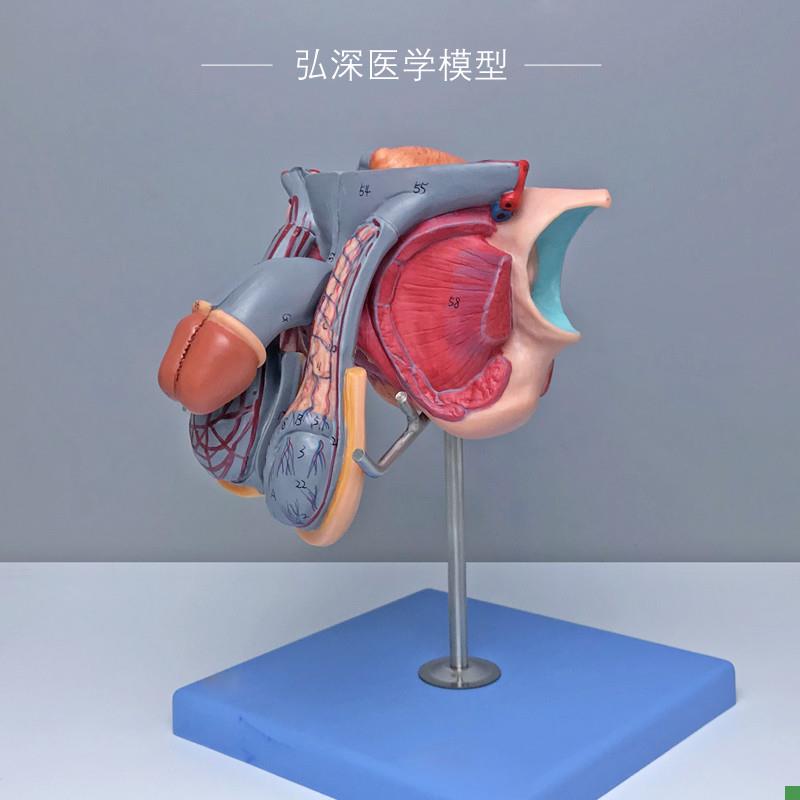 A15102男性生殖器官结构模型膀胱矢状切面5N部件72个部位指示标志
