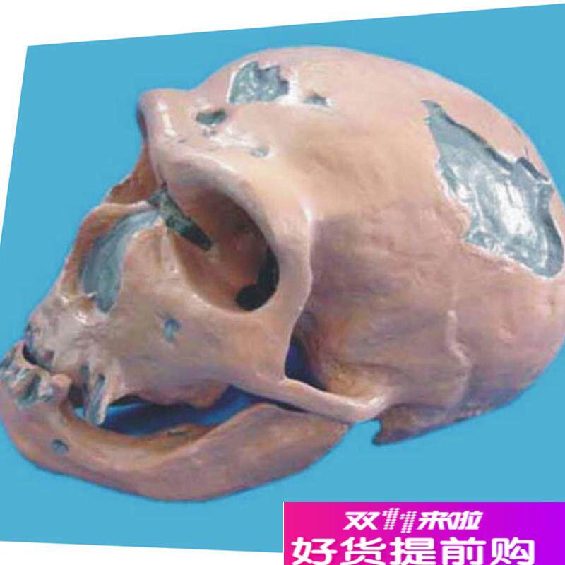 穴居人头骨g模型骷髅头骨骼骨架模型医用教学模型