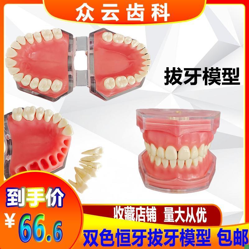 牙科口腔教学学生练习拔牙模型全z口可拆卸牙齿软牙龈28颗双色恒