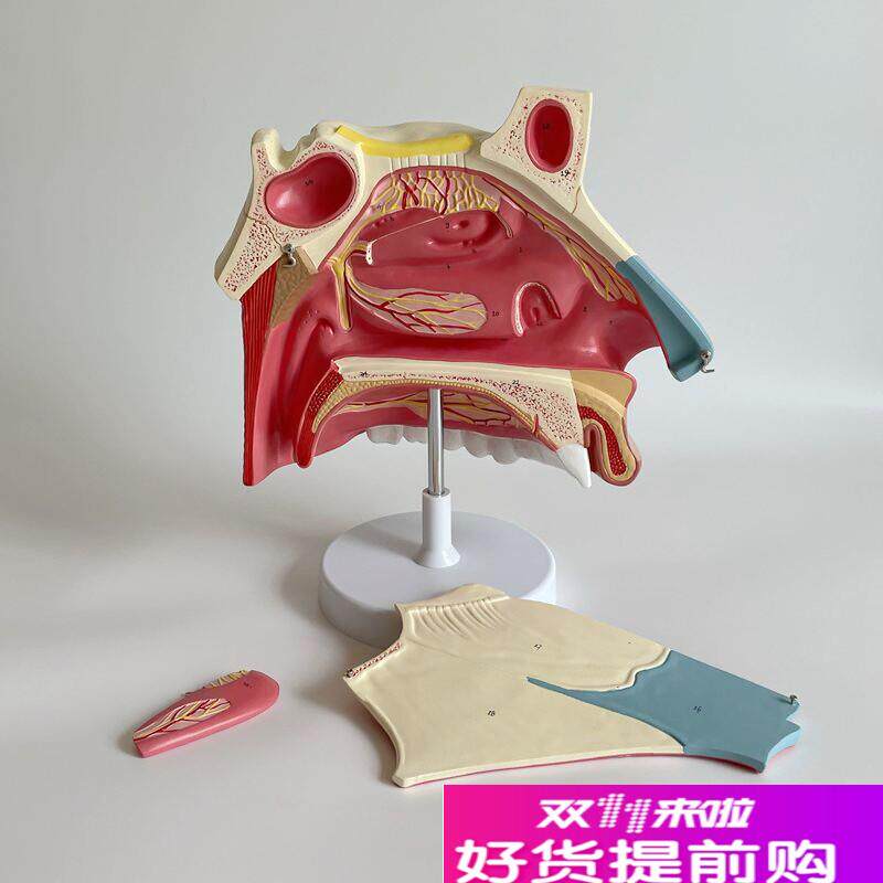 康泰医学模型鼻腔放大解剖v鼻中隔神经粘膜软骨上颚口腔牙齿上颌