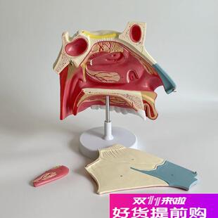 康泰医学模型鼻腔放大解剖v鼻中隔神经粘膜软骨上颚口腔牙齿上颌