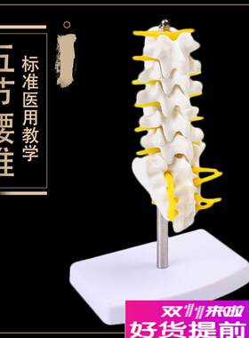 自然大人体五节腰j椎模型腰椎间盘骨骼骨盆模型教学32CM高包邮