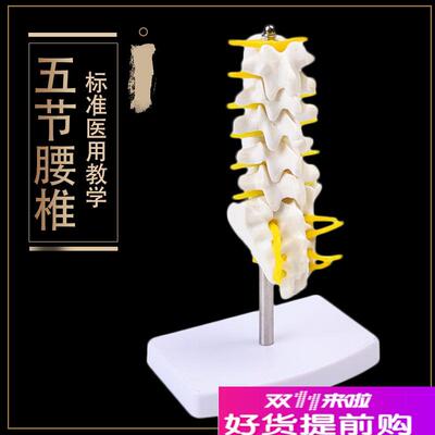 自然大人体五节腰j椎模型腰椎间盘骨骼骨盆模型教学32CM高包邮
