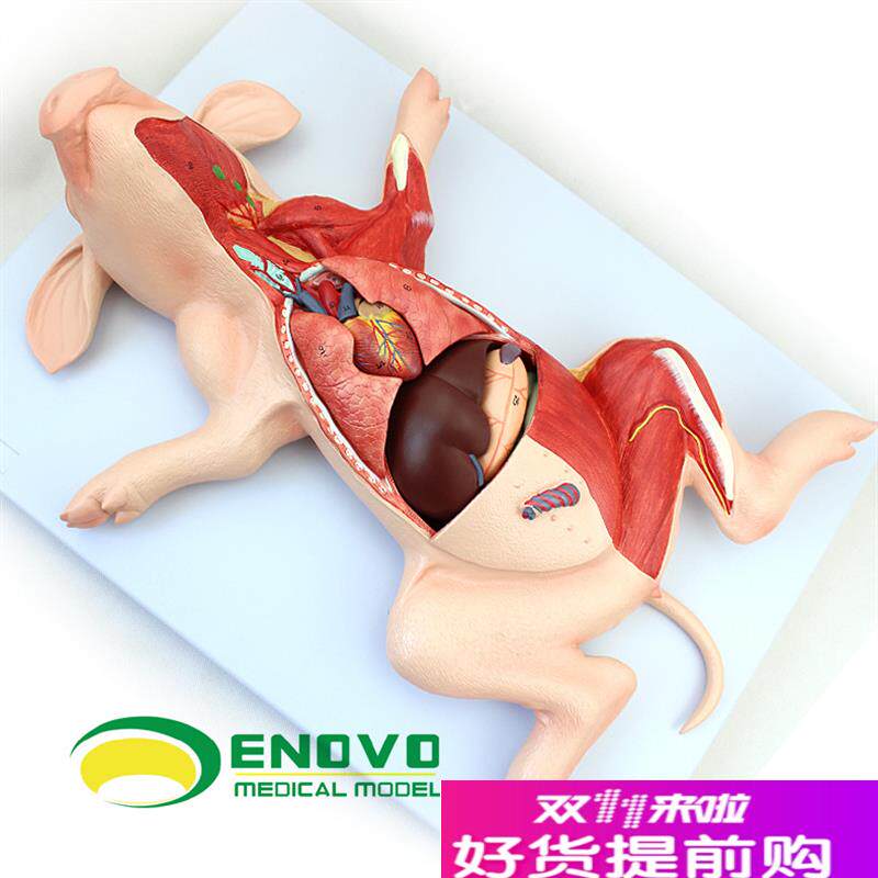 ENOVO颐诺猪解剖o模型猪胚胎猪器官内脏肌肉神经畜牧养殖学习动物