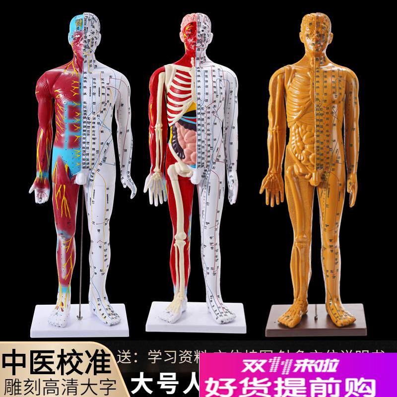 中医人体针灸穴位模型经络铜人小人按摩教学J教具男模85cm大号家