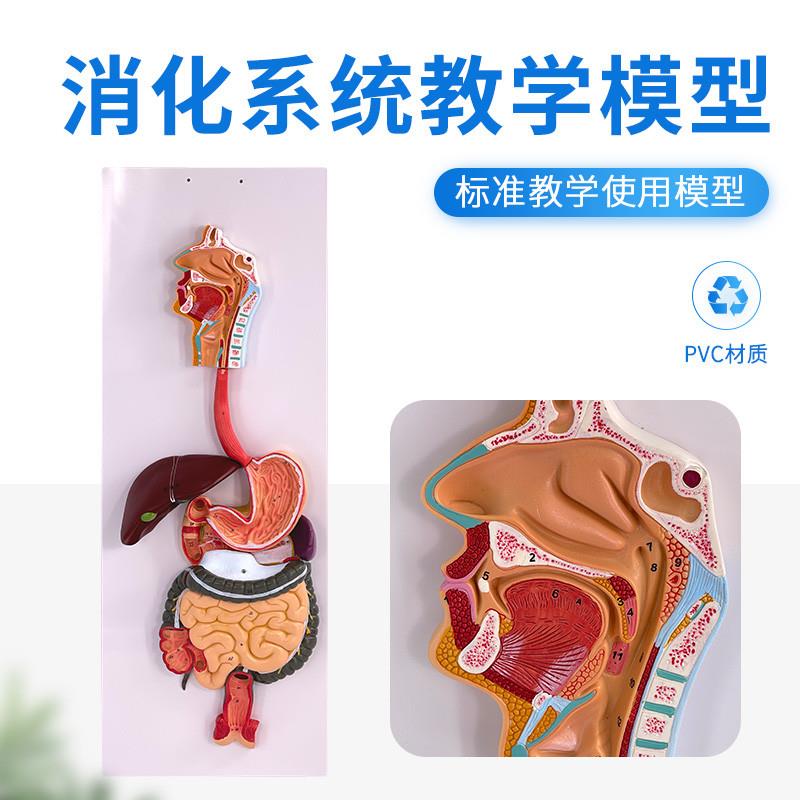 人体消化系统模型肛门直肠口鼻喉食道胃模型R大肠肝脏解剖模型