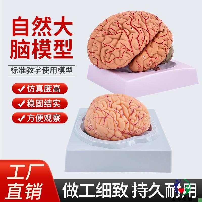 人体大脑解剖模型人体器官u结构教学模型可拆装8部件医用摆件讲解