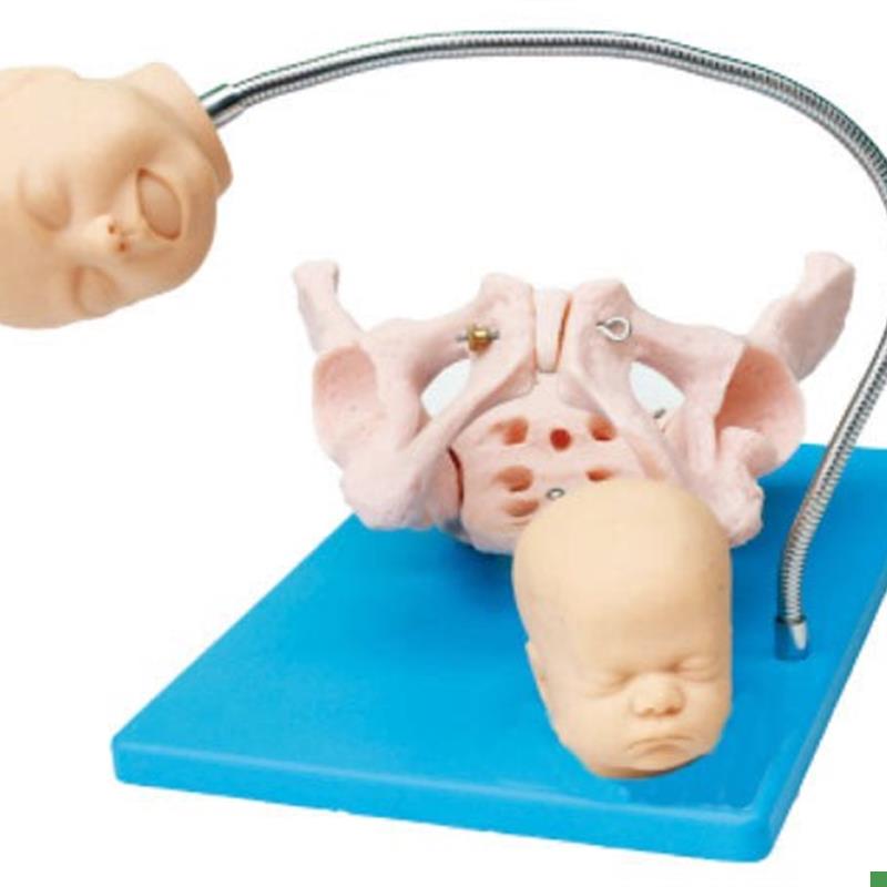 高级分娩机制示教模型带y有胎儿头的骨盆分娩示教模型