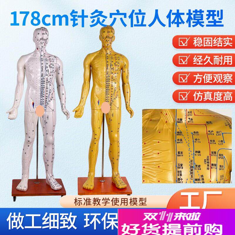 170178CMk人体穴位模型半肌肉针灸模型肌肉解剖成人11经络模型