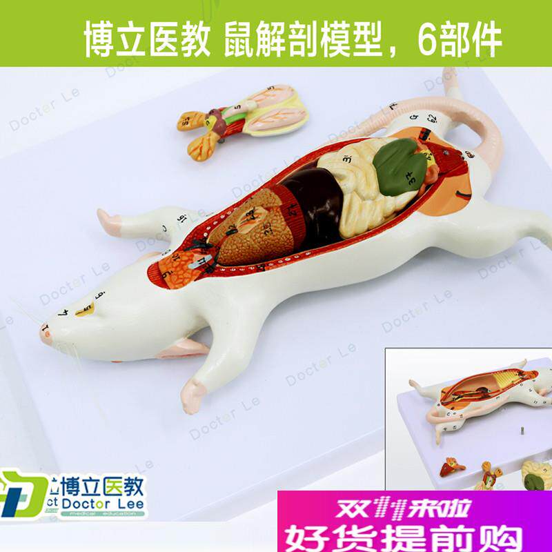 教学仿真老鼠标本老鼠解剖模型老鼠拼装益智玩具动物解Y剖生物教