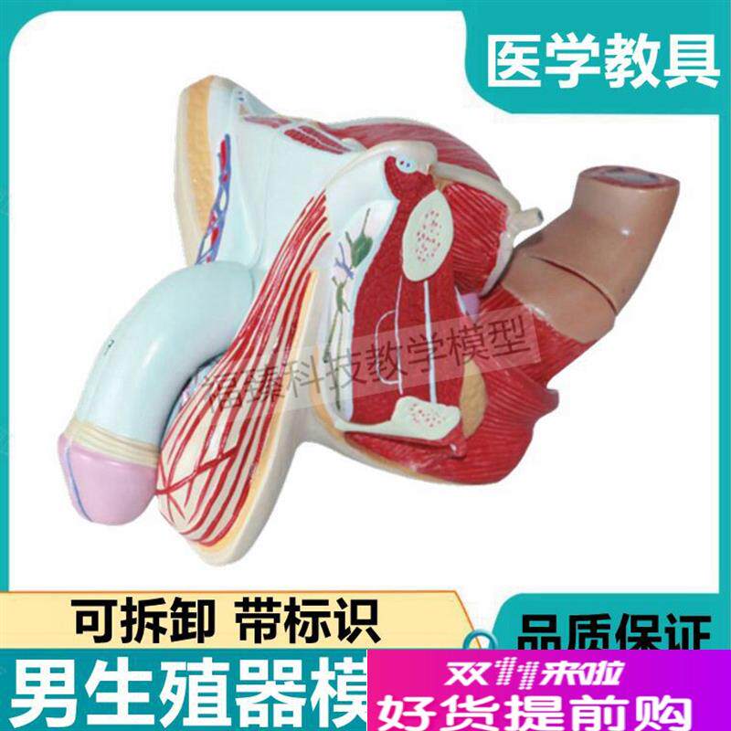 男性生殖器解剖模型可拆卸膀胱B前列腺盆腔肛周结构男科医患沟通