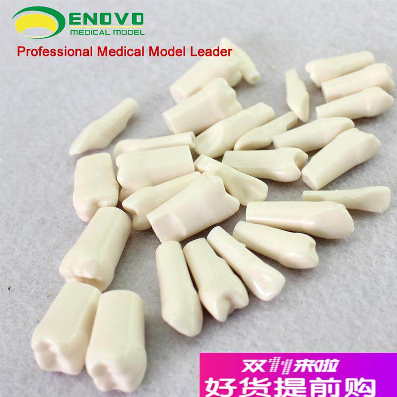 颐诺正品口腔齿科牙医备牙仿真牙齿牙体制备窝洞X备牙粒离体牙