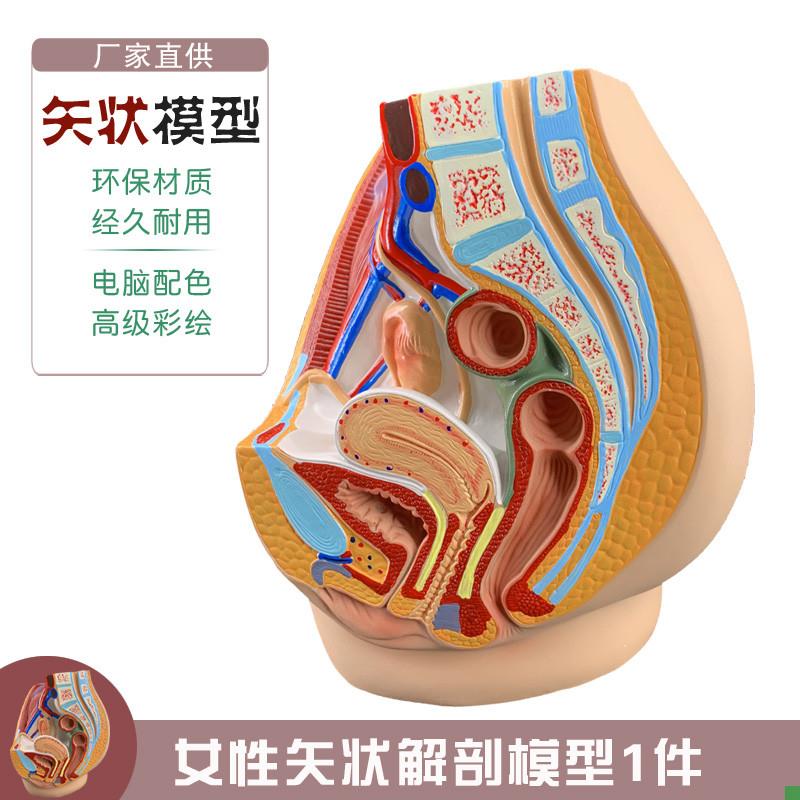 女性盆腔正中矢状切面模s型3件生殖器解剖模型医用妇产科示教学