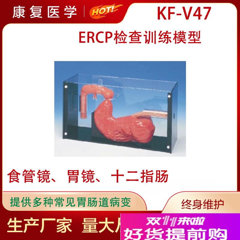 胃镜与EbRCP训练模型洗胃检查标本人体胃部造影术操作练习教学模