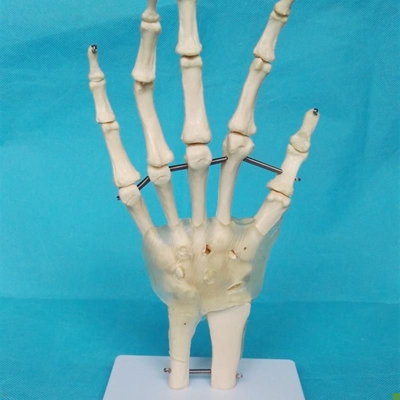 包邮1:1人体手关节透s明韧带模型骨骼骨架骷髅医用教学模型