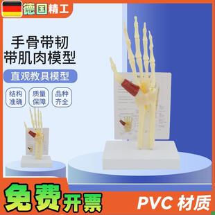 德国】人体手骨模型带o韧带肌肉腕关节综合征模型腕管综合征尺骨