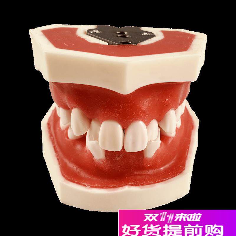 牙模型备牙牙科口腔矫q正牙周模型练习牙结石刮治软牙龈牙列不齐