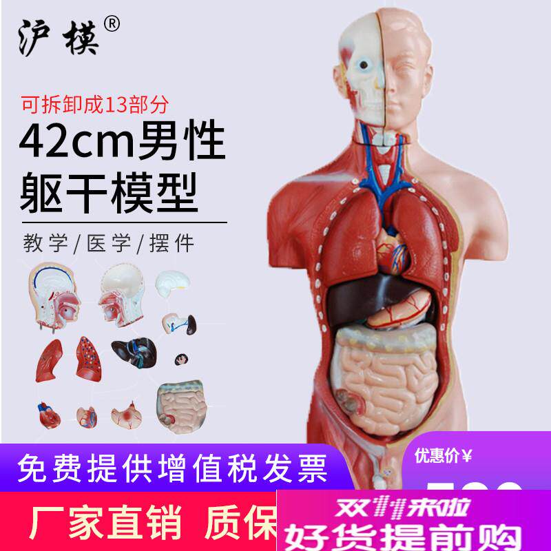沪模42CM男性躯干模型13部r件可拆分示教人体身体内脏器官解剖科