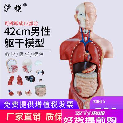 沪模42CM男性躯干模型13部r件可拆分示教人体身体内脏器官解剖科