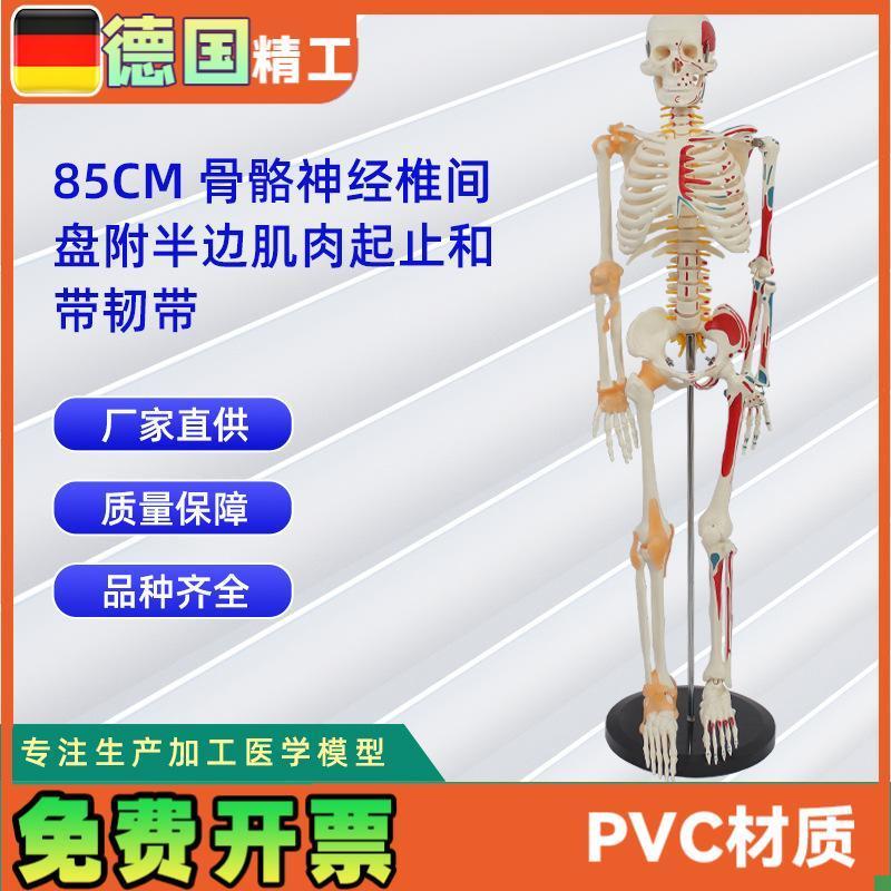 85CM骨骼神经椎间盘(附半边肌肉起止和带韧带T)骷髅人骨架道具