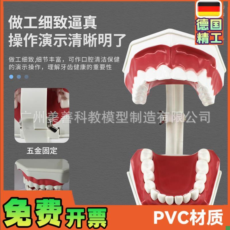 儿童早教a刷牙模型两倍大幼儿口腔教学模型牙齿模型幼儿园教刷牙
