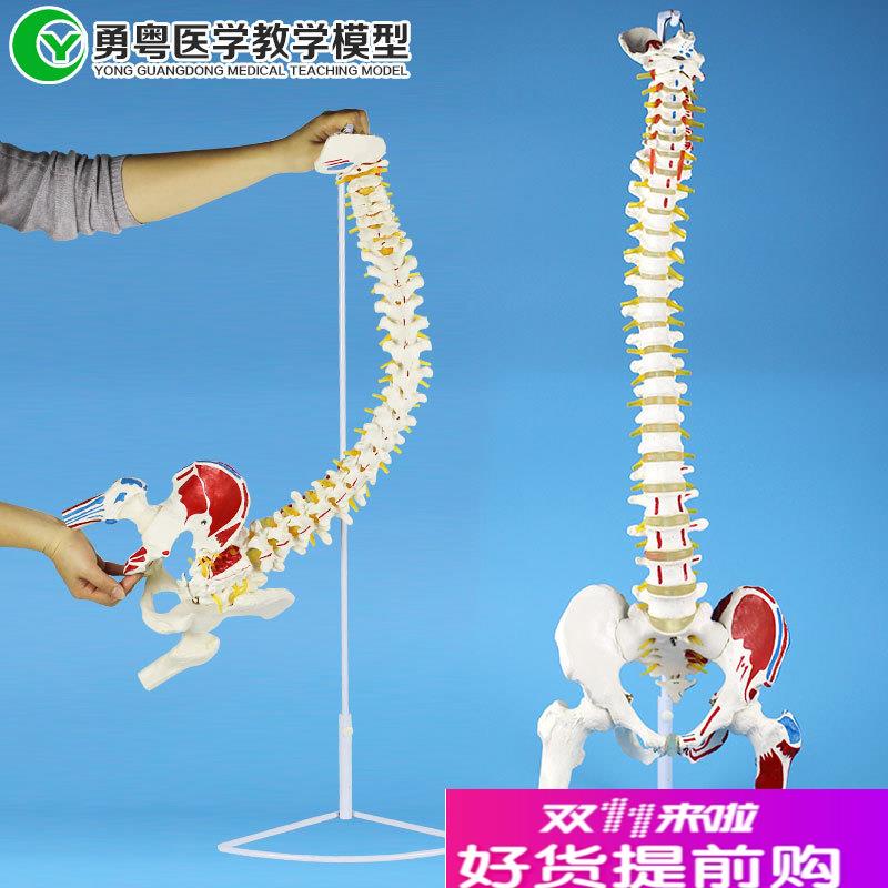 成人一比一人g体脊椎带肌肉起止点模型可弯曲按摩理疗教学模型
