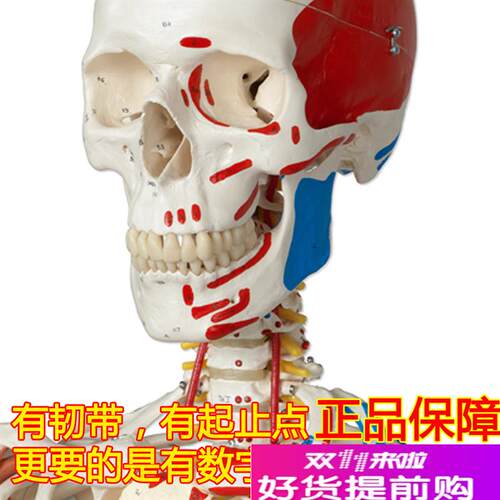 颐诺正品人体医用170CM骨骼A模型肌肉韧带小针刀骨架标本解剖脊柱