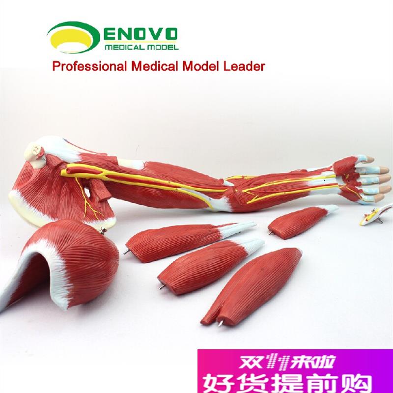 颐诺医用上肢肌肉解剖模型手臂肌肉模型人体运动系.统肌肉模型
