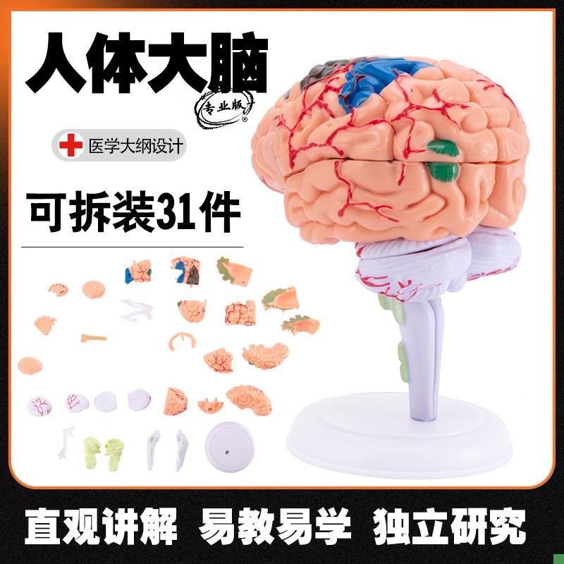 人体大脑解剖模型人体器官结构教学模型H4d小脑可拆装医院摆件讲