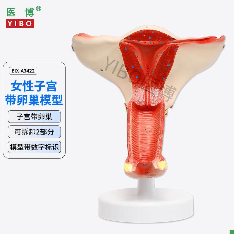 医博BIX-A3422正常子宫模型女性子宫模型医用F教具女性内外生殖器