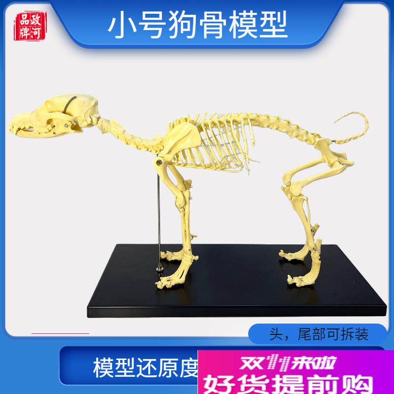 宠物骨科b器械全身狗骨骼标本模型动物狗猫犬教学骨头骨架骨骼模