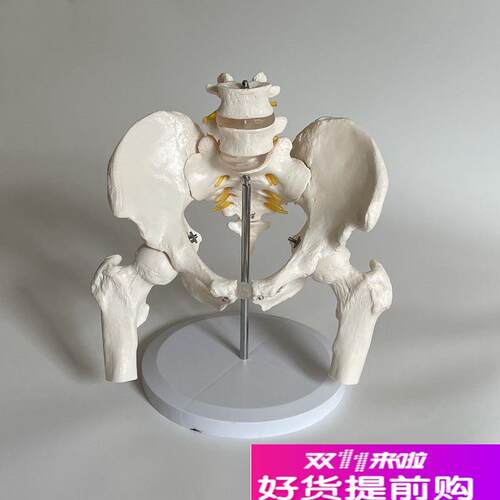 康泰模型二节腰椎带骨盆腿骨骶髂关节耻骨联合Q产康盆腔骶椎尾巴