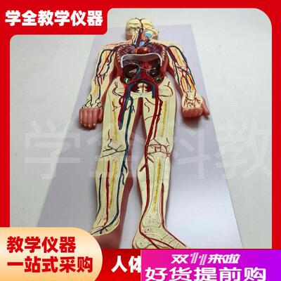 医学仿真人体血液循环系统模型心脏外G科动脉静脉神经血管解剖教