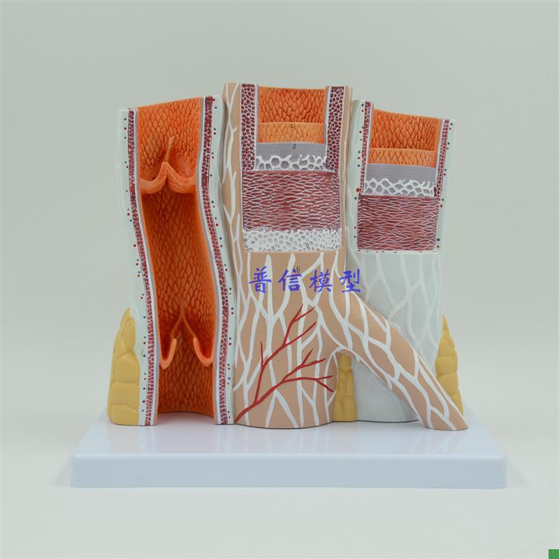 动静脉模型g血管模型动脉静脉模型教医用血管解剖模型