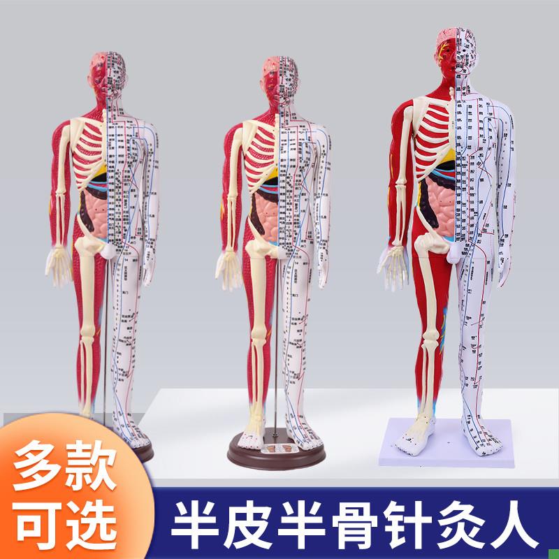 刻字超高清晰人体穴位模型针灸按摩教学模型60CMU半皮半肌经络模