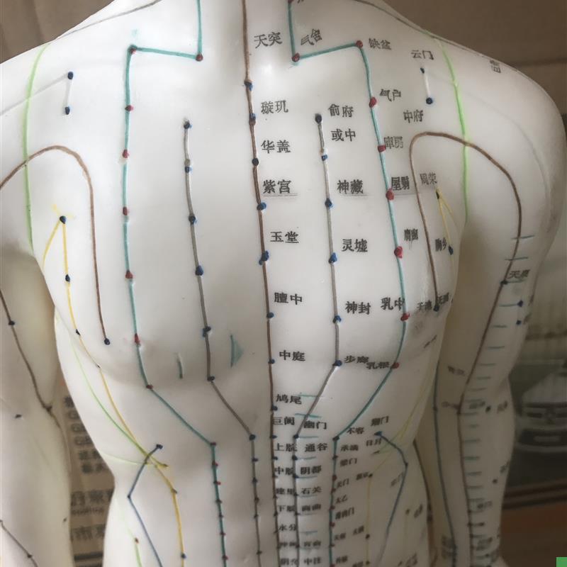 自然大人体针灸模型178CMB自然大人体针灸模型178CM