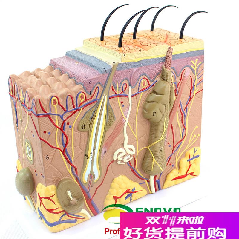 ENOVaO颐诺放大版人体皮肤组织结构解剖模型美容微整教学展示演示