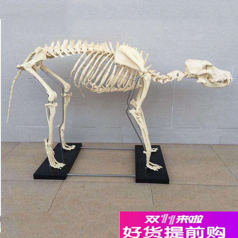 狼狗骨骼模型仿真动m物标本塑胶骨头模具犬科PVC骨架宠物医院摆件