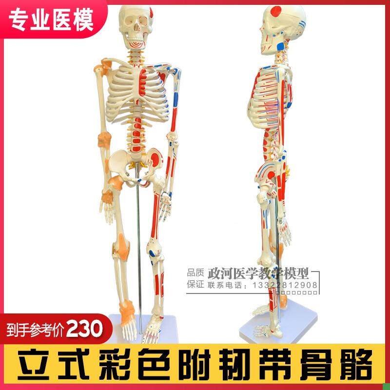 85CM人体骨骼带神经及肌肉着色韧带J模型脊柱神经根椎间盘医学