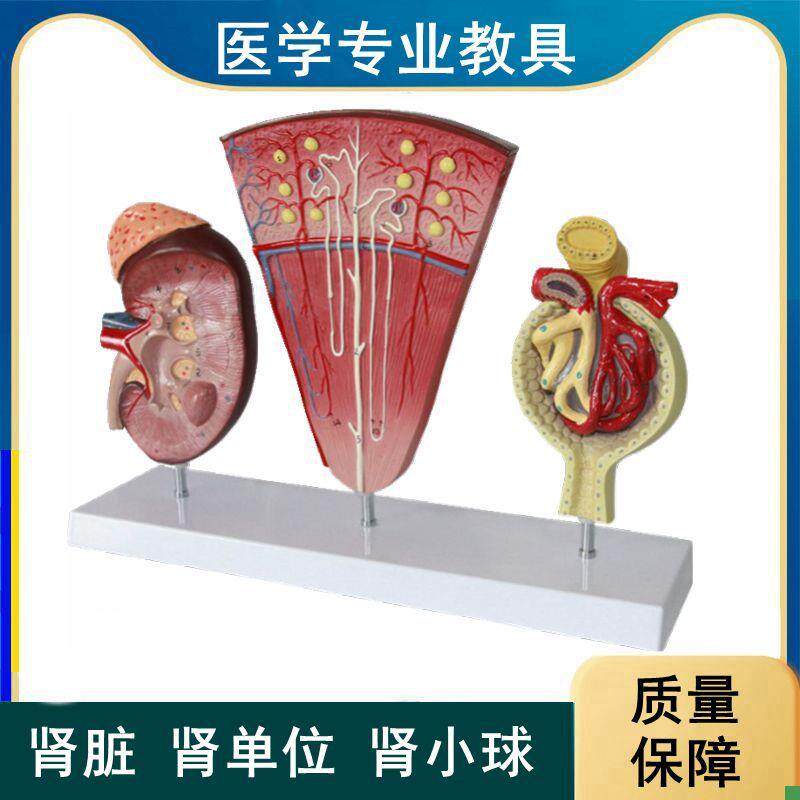 人体肾脏肾单位肾小球肾小管泌尿系e统内脏医学生解剖教学病理肾